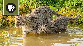 Fishing Kittens See Water For the First Time [upl. by Sirej201]