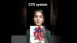 cvssystem blood anatomy education heart circulatorysystem [upl. by Nahtnaoj]