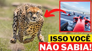 11 CURIOSIDADES SOBRE O GUEPARDO CHITA  ANIMAIS SELVAGENS  ÁFRICA SELVAGEM [upl. by Sirahc]