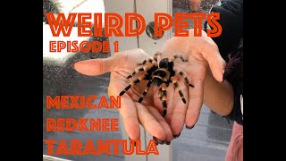 Weird Pets Episode 1 Mexican Redknee Tarantula [upl. by Ahsilra79]