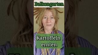 Kartoffeln ernten aus Topf  Balkongarten  Topfkultur [upl. by Haisi445]