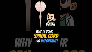 Why is Your Spinal Cord So IMPORTANT shorts [upl. by Hnoj]