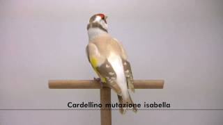 cardellino mutazione isabella [upl. by Moulton]