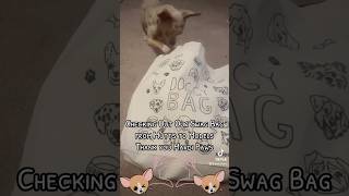 🛍️scored a swag bag  thank you Mardi Paws 🫠 dog chihuahua muttstomodels mardipaws [upl. by Laundes]