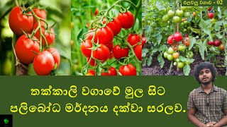 තක්කාලි වගාවේ මුල සිට  How to grow a Tomato in a container [upl. by Edson759]