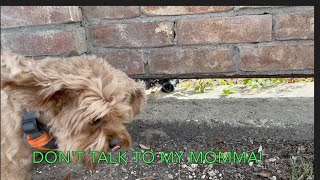 Cute Cavapoo Barking At Frenemie HD 1080p [upl. by Enak192]