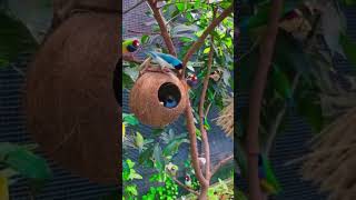 The wild macaw parrots l Fpisode dancemusic shot butiful ghanshyamyoutuber2543 [upl. by Kazmirci]