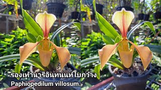 รองเท้านารีอินทนนท์ใบกว้าง หายาก paphiopedilum villosum [upl. by Nitsud]