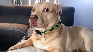 When Your Dog is the Real Stand up Comedian New Funny DOG Videos 2024 [upl. by Htenay516]