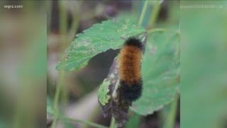 Woolly Worm sightings [upl. by Tattan]