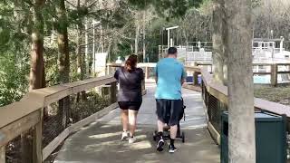 homosassa springs wildlife state park visit part 1 of 3 [upl. by Ivah293]