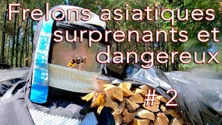 Frelons asiatiques surprenants et dangereux  2 [upl. by Brunk756]