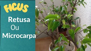 Microcarpa ou Retusa [upl. by Ecreip189]