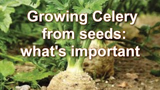 Growing Celeriac from Seed Shooting of Celeriac in 10 days How to grow root Celery Alexas Garden [upl. by Sueddaht]