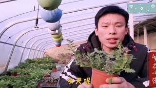 花卉灰霉病最常见的病害，灰霉病的危害和防治措施 [upl. by Ysirhc]