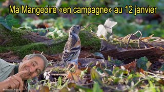 Petit Retour sur les oiseaux de ma mangeoire quoten campagnequot au 12 janvier [upl. by Ilke]