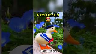 PATO DONALD [upl. by Kelula]