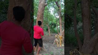 Bahut khatarnak Tigger attek🐅 jungle🐅 vfx [upl. by Eladroc]