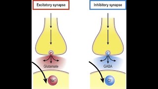 Excitatory Vs Inhibitory Neurotransmitters [upl. by Oigres376]