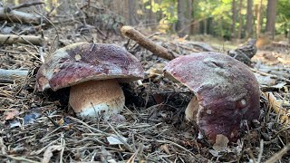 BOLETUS PINICOLA  EDULIS 201910 [upl. by Aneehsat]