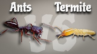 Trap jaw ant attack a termite and takes it to the nest [upl. by Romanas]