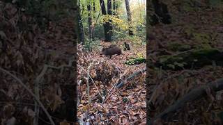 Magnifique tir sur sanglier wildboar hunting chasse [upl. by Ayram]