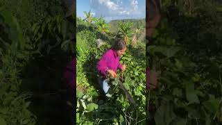 La pringamosa para los desobedientes eso si pica 😅video colombia plants viral video love paz [upl. by Otaner]