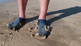 Sea Snails On The Beach [upl. by Gemma]