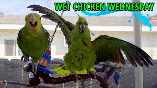 Amazon parrot shower on Wet Chicken Wednesday Oct 23 [upl. by Anitsej737]