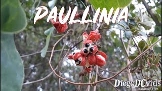 Paullinia meliifolia  Guaraná Sapindaceae [upl. by Yerffe577]