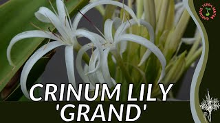 CRINUM LILY quotGRANDquot Information and Growing Tips Crinum asiaticum [upl. by Tala85]