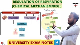 Regulation of Respiration Chemical MechanismRegulation Respiratory system physiology [upl. by Gail]