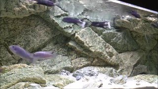 ARSTONE Rocky Aquarium Background 120 x 50 cm in African cichlid tank  Rocky Rückwand mit Cichliden [upl. by Aisetal]