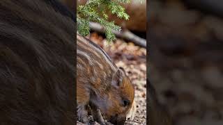 Tiny forest dwellers [upl. by Anilam]