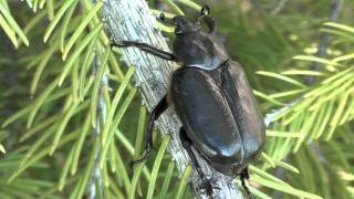 Scarab Beetle Scarabaeidae Osmoderma subplanata Closeup [upl. by Ange]