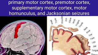 motor cortex [upl. by Ibrab]