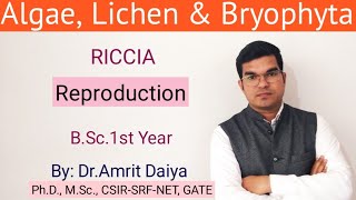 Riccia Reproduction Hindi amp English BSc 1st year By DrAmrit Daiya [upl. by Seibold]