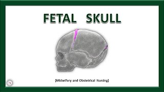 FETAL SKULL  Bones  Sutures  Diameters  Fontanels  Anatomy  OBG Lecture  The Nurses Station [upl. by Atiuqrahs]