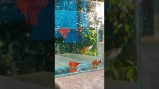 Beautiful red guppies ❤️ shortvideo shortsvideo [upl. by Atinehc]