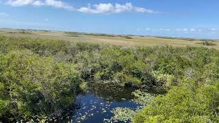 Everglades National Park sharkvalley evergladesnationalpark [upl. by Sarson484]