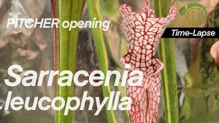 Sarracenia pitcher growth amp opening  leucophylla  timelapse  Carnivorous plants [upl. by Sheehan]