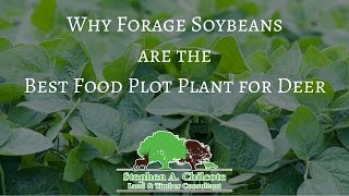 Why Eagle Forage Soybeans are The Best Food Plot Plant for Deer [upl. by Nel]