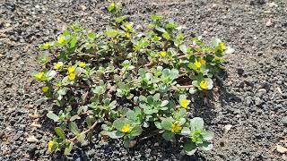 Verdolaga Portulaca cf oleracea en el huerto de Lanzarote Sep24 [upl. by Ellatnahc635]