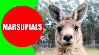 Marsupials for Kids – Marsupial Mammals – Marsupial Animals in Australia Tasmania and Americas [upl. by Eux48]