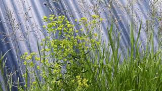 LEAFY SPURGE Euphorbia esula [upl. by Norraa]