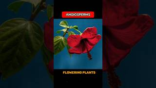 ANGIOSPERMS angiosperms  WHAT ARE ANGIOSPERMS  shortsviraltrending •ONLY FOR LEARNERS• [upl. by Serafine]