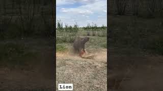 Lion vs Buffalo Showdown PredatorVsPrey SavannahBattle [upl. by Mrots]