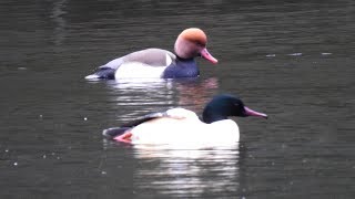 Red crested Pochard  Ice House Pool 25th Jan 2019 [upl. by Honor]