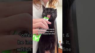 Watch my ca be brave for his monthly arthritis shot 🖤 thekatcurtis cats blackcats arthritis [upl. by Audwin448]