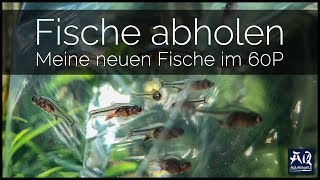 Ich hole meine Fische ab 🐠  AquaOwner [upl. by Deron]